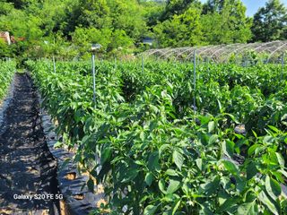 hkte님의 고추 · 일상 작성글 사진