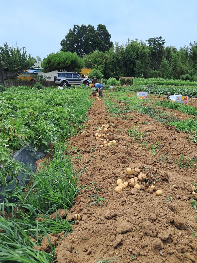 장터 상품 [수미감자10kg] 썸네일