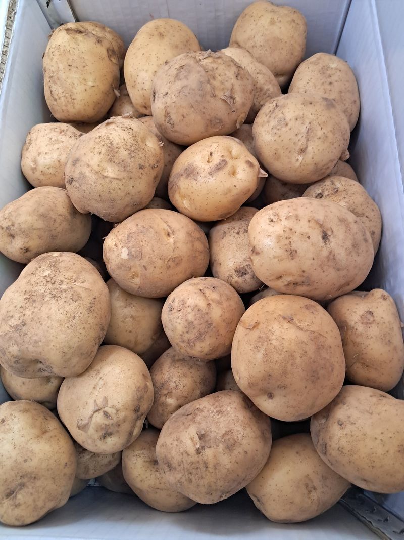 김기한님의 장터 판매 상품 [수미감자10kg] 첨부 사진