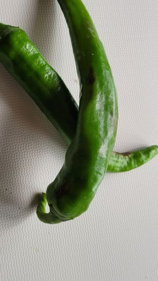 백석현님의 농사, 무엇이든 물어보세요! · 참여글 작성글 사진