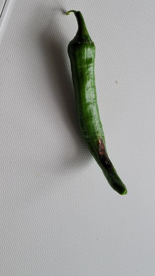 백석현님의 농사, 무엇이든 물어보세요! · 참여글 작성글 사진