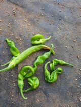 팜모닝 고추·병해충상담 게시글 이미지