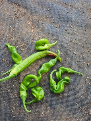 이상협님의 고추 · 병해충상담 작성글 사진