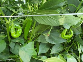 이상협님의 고추 · 병해충상담 작성글 사진