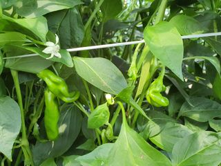 이상협님의 고추 · 병해충상담 작성글 사진