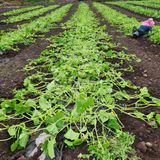 팜모닝 호박·영농일지 게시글 이미지