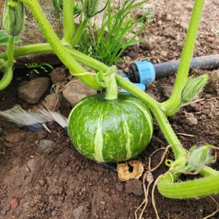 김영미(용흥팜)님의 호박 · 영농일지 작성글 사진