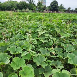 김영미(용흥팜)님의 호박 · 영농일지 작성글 사진