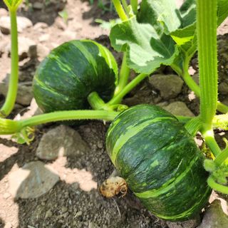 김영미(용흥팜)님의 호박 · 영농일지 작성글 사진