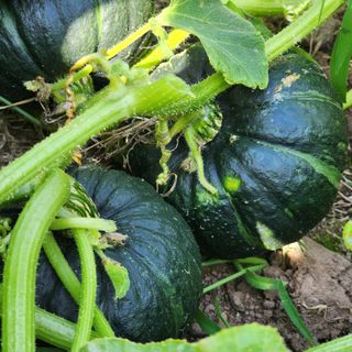 김영미(용흥팜)님의 호박 · 영농일지 작성글 사진