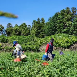 김영미(용흥팜)님의 호박 · 영농일지 작성글 사진