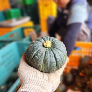 김영미(용흥팜)님의 호박 · 영농일지 작성글 사진