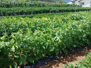 김관식님의 농사, 무엇이든 물어보세요! · 참여글 작성글 사진