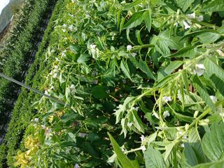 김관식님의 농사, 무엇이든 물어보세요! · 참여글 작성글 사진