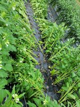 팜모닝 참깨·영농일지 게시글 이미지