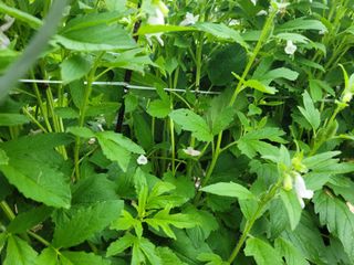 김순례님의 참깨 · 영농일지 작성글 사진
