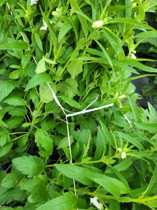 김순례님의 참깨 · 영농일지 작성글 사진