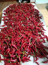 팜모닝 팜모닝·출석 게시글 이미지