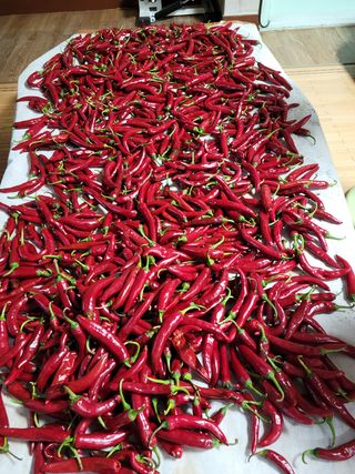 칠송님의 팜모닝 · 출석 작성글 사진