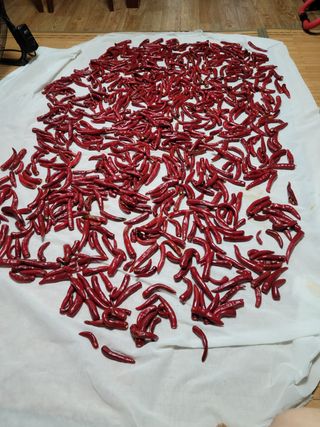 칠송님의 팜모닝 · 출석 작성글 사진