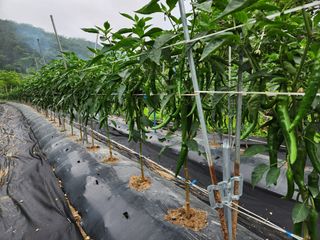 금우님의 고추 · 영농일지 작성글 사진