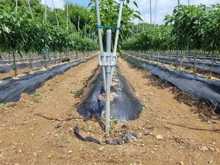 들꽃농장님의 자유주제 · 자유게시판 작성글 사진