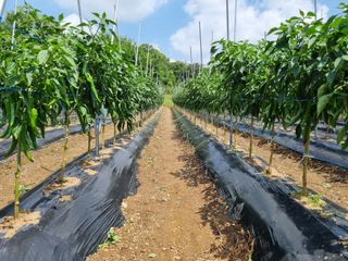 들꽃농장님의 자유주제 · 자유게시판 작성글 사진