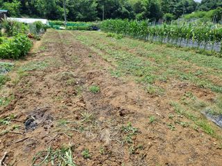 들꽃농장님의 자유주제 · 자유게시판 작성글 사진