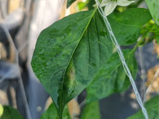 감자님의 고추 · 병해충상담 작성글 사진