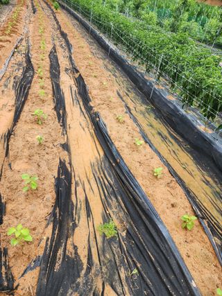 조선된장님의 들깨 · 영농일지 작성글 사진