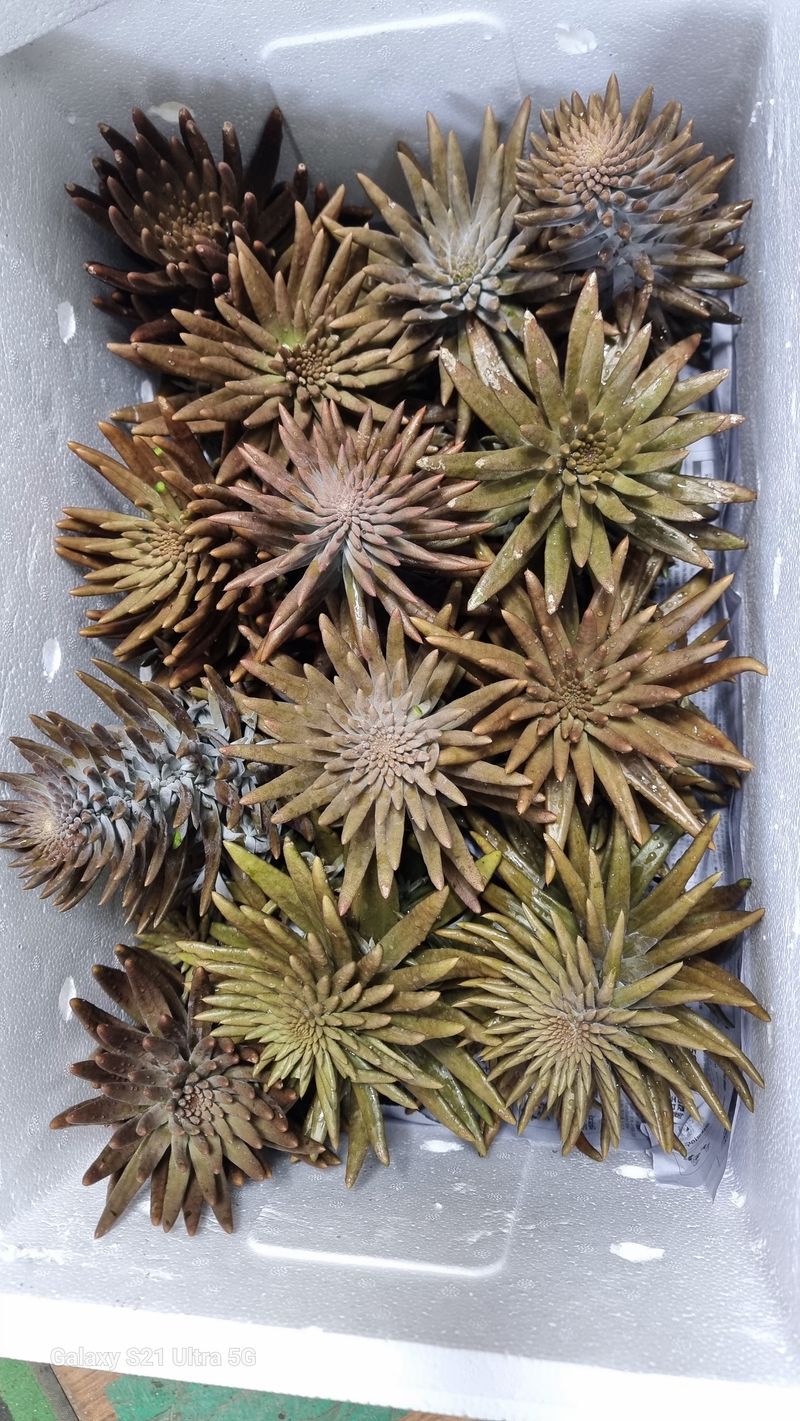 김금순자연산약초님의 장터 판매 상품 [와송3키로 택배비4천 ] 첨부 사진