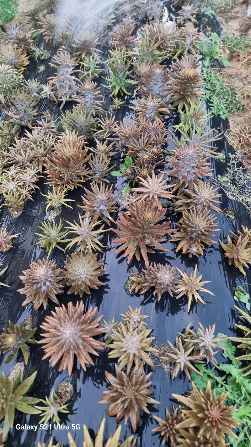 김금순자연산약초님의 장터 판매 상품 [와송3키로 택배비4천 ] 첨부 사진