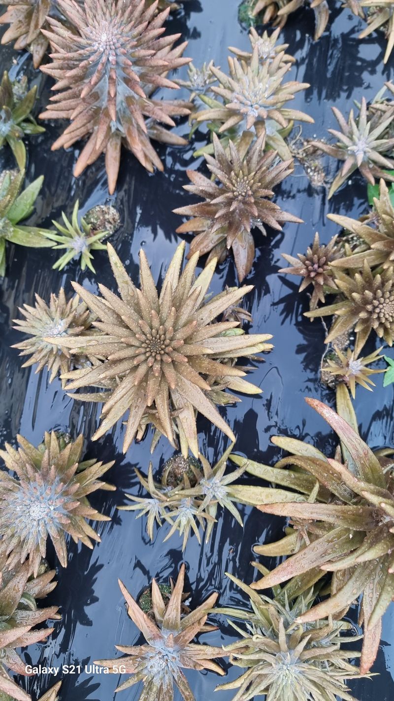 김금순자연산약초님의 장터 판매 상품 [와송3키로 택배비4천 ] 첨부 사진