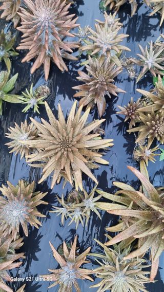 김금순자연산약초님의 작성글 사진