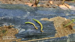 석희님의 오이 · 병해충상담 작성글 사진
