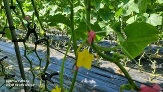 석희님의 오이 · 병해충상담 작성글 사진