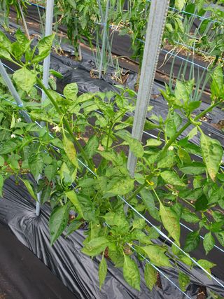 죽장인님의 고추 · 병해충상담 작성글 사진