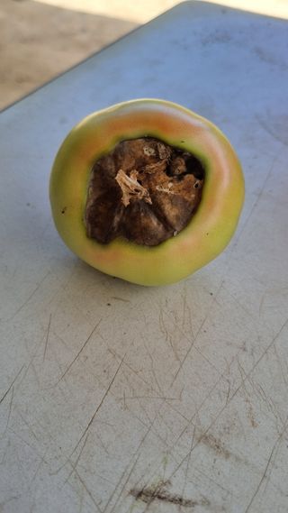 강신철님의 토마토 · 병해충상담 작성글 사진