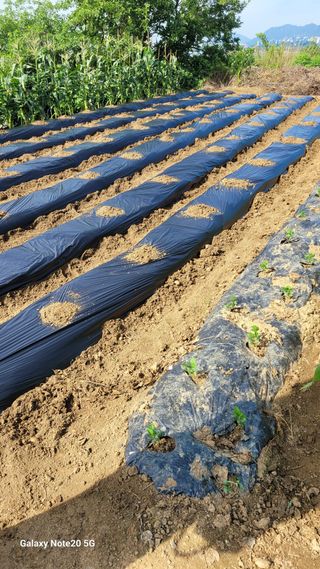 제주농부님의 들깨 · 영농일지 작성글 사진