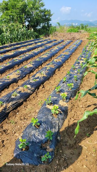 제주농부님의 들깨 · 영농일지 작성글 사진