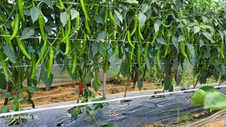 제주농부님의 들깨 · 영농일지 작성글 사진