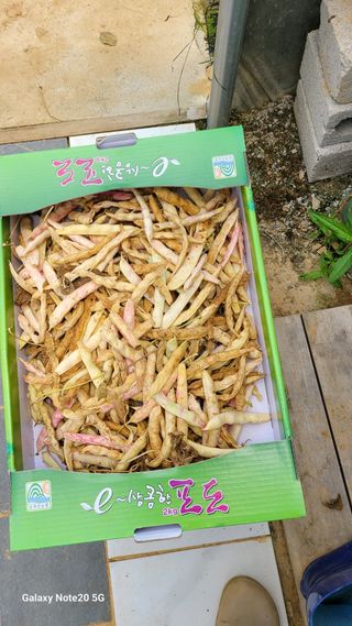 제주농부님의 들깨 · 영농일지 작성글 사진