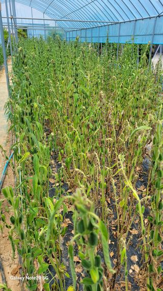 제주농부님의 들깨 · 영농일지 작성글 사진