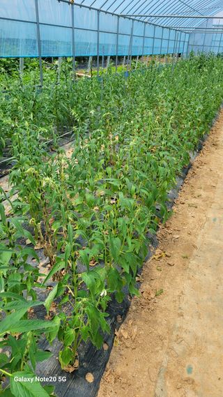 제주농부님의 들깨 · 영농일지 작성글 사진