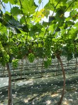 팜모닝 자유주제·자유게시판 게시글 이미지