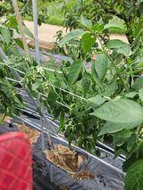 팜모닝 농사, 무엇이든 물어보세요!·참여글 게시글 이미지