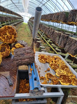 김진덕님의 기타작물 · 영농일지 작성글 사진