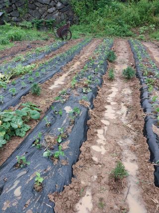 파키드&움메님의 자유주제 · 자유게시판 작성글 사진