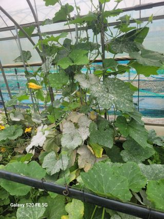 박위병님의 호박 · 병해충상담 작성글 사진