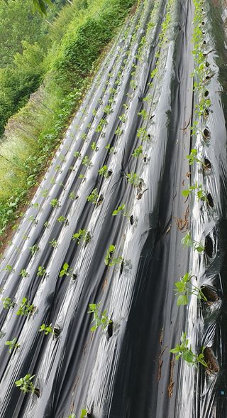슈퍼맨님의 👩🏻‍🌾7월 농작업 계획 · 참여글 작성글 사진